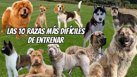 Los Perros Mas Dificiles De Entrenar Youtube