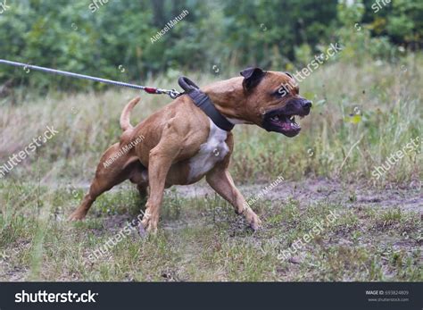 1670 Aggressive Pit Bull Immagini Foto Stock E Grafica Vettoriale