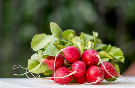 Rabanitos o rábanos cinco recetas fáciles y deliciosas