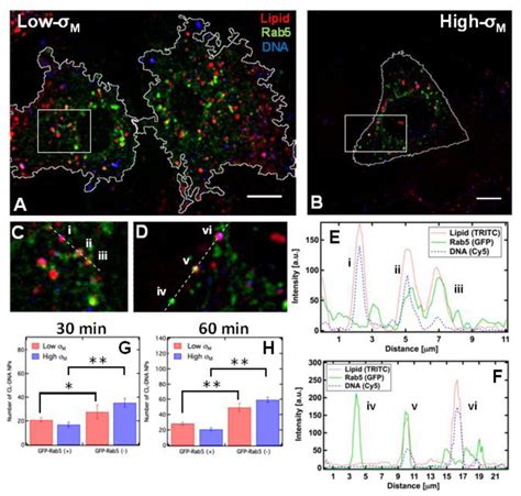 Cl Dna Nps Colocalize With Rab Gfp Labeled Endosomes A B