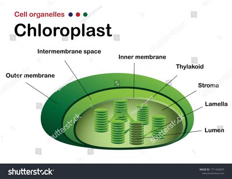 Biology Diagram Show Chloroplast Structure Stock Vector Royalty Free