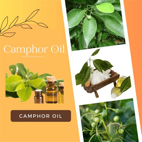 Buy The Best Camphor Essential Oil For Hair Pure And Natural Buy Camphor Oil Online