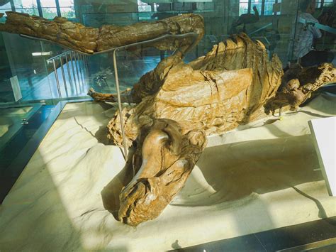 Hadrosaur With Fossilized Skin Natural History Museum NYC R