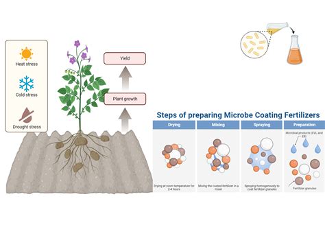 Microbial Fertilizer | BioRender Science Templates