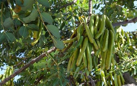 Árbol De Algarrobo Árboles Frutales