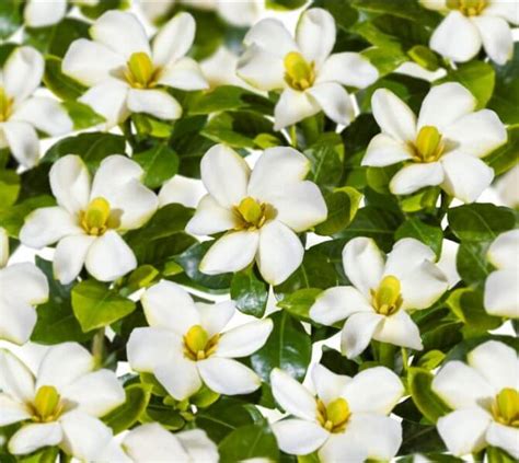 Gardenia Pinwheel Snepvangers Tuinplanten