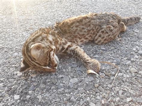 苗縣新年度首傳死亡石虎 遺體「濕答答外傷」引揣測 動物新鮮事 Udn寵物部落