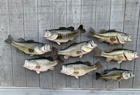 Largemouth Bass Mounts Or Smallmouth Bass Mounts American Fish Taxidermy