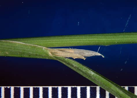 Agrostis Scabra Poaceae Image 103164 At PhytoImages Siu Edu