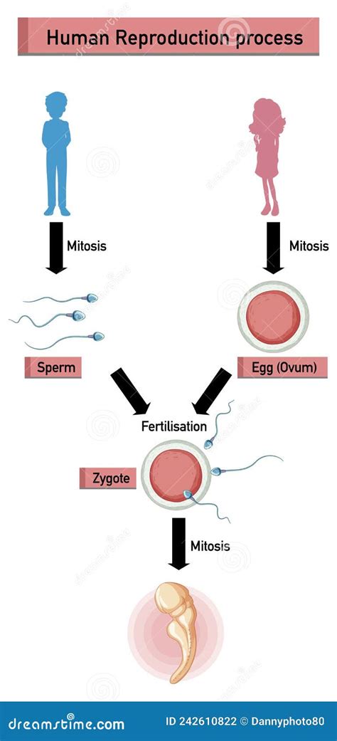 Diagrama Que Muestra El Proceso De Reproducci N Humana Ilustraci N Del