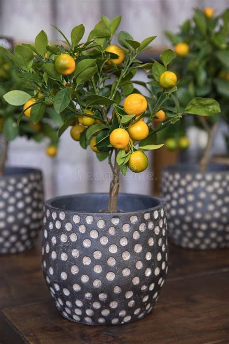 Calamondin Or Citrus Mitis Plant With Ripe Small Orange Fruits Potted