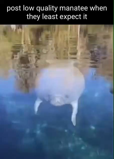 Manatee Meme Tumblr