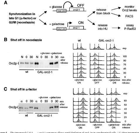 Figure From Orc And The Intra S Phase Checkpoint A Threshold