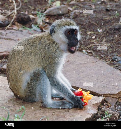 Singe Grivet Banque De Photographies Et Dimages Haute R Solution Alamy