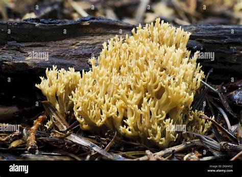 Upright Coral Fungus Ramaria Stricta Fruiting Body Growing On