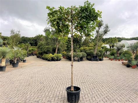 Liquidambar Styraciflua Palmexpert Nl