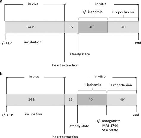 Protocol 1 B Protocol 2 Clp Cecal Ligation And Puncture