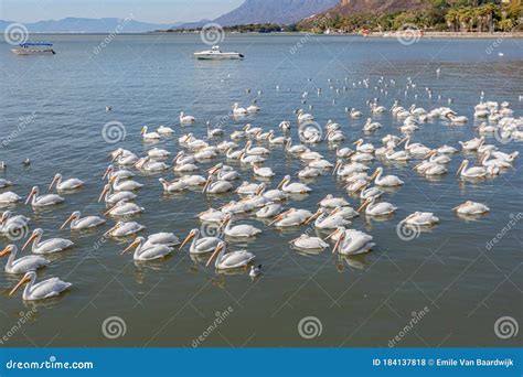 Group Of White Pelicans And Seagulls On The Calm Waters Of Lake Chapala