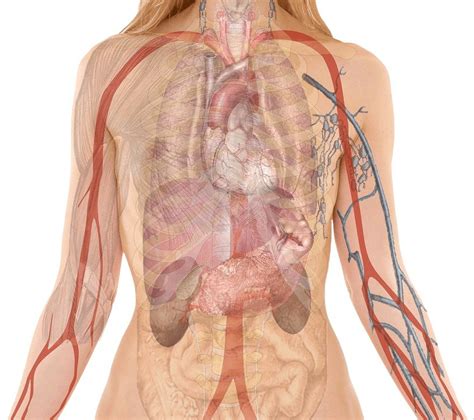 Anatomy Physiology Holistic Courses The Academy