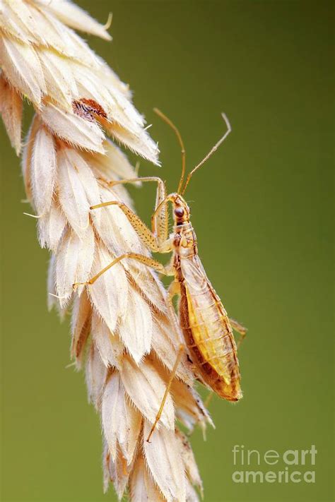 Marsh Damsel Bug Photograph By Heath Mcdonald Science Photo Library