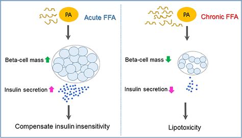 Frontiers Fatty Acid Induced Lipotoxicity In Pancreatic Beta Cells