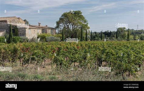 Winery And Vineyard In The Gard Region Of France Stock Photo Alamy