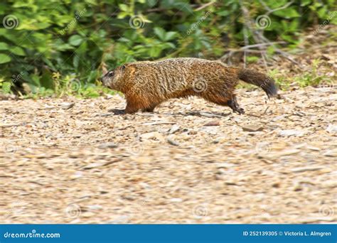 Groundhog Tail