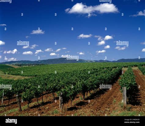 Australia New South Wales Hunter Valley Vineyard Stock Photo Alamy