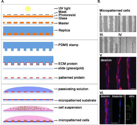 A The Soft Lithography Method Pdms Polydimethylsiloxane Stamps