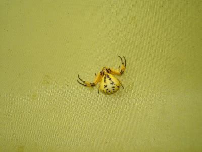 White Banded Crab Spider - What's That Bug?