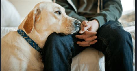 El olfato de los perros puede detectar el estrés en los humanos La