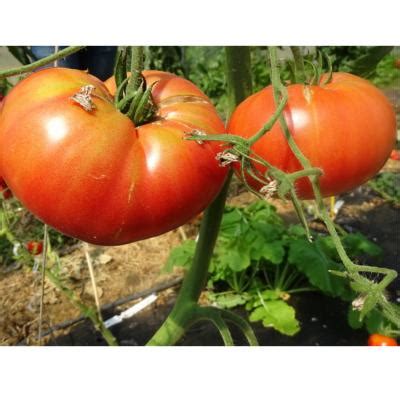 Plants Tomates Brandywine Rose Maraicher 100 Bio Plantzone Maraicher