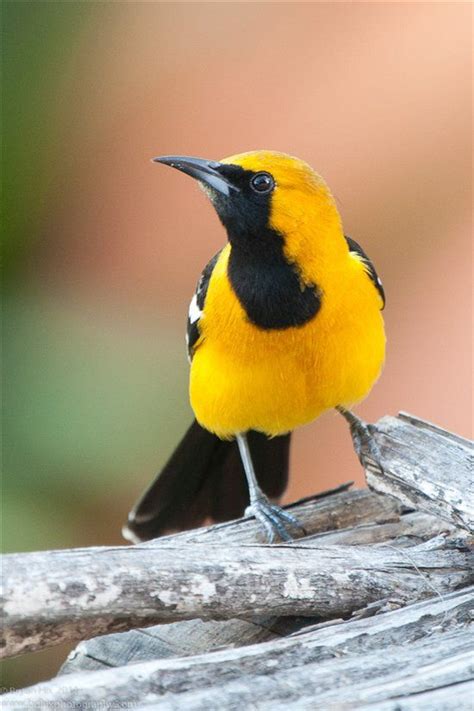 Hooded Oriole Pet Birds Colorful Birds Beautiful Birds