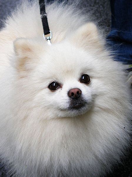 Puppy Pomeranian Small Dog Breeds