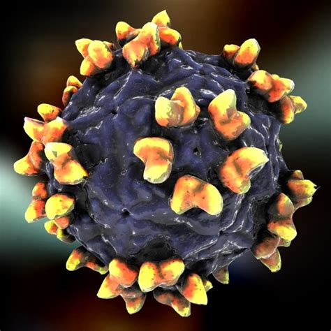 3d human rhinovirus