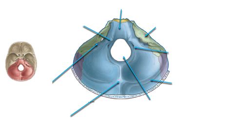 Posterior Cranial Fossa Diagram Quizlet