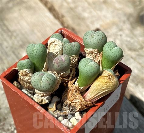 SHPR11003 Conophytum Uviforme Stipitatum Cactus Online