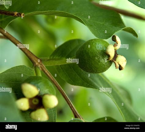 Echte Guave Fotograf As E Im Genes De Alta Resoluci N Alamy