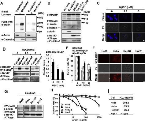 Figure From Aralin A Type Ii Ribosome Inactivating Protein From