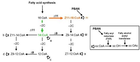 Proposed Pathways Of The Biosynthesis Of The Pheromone Components In S