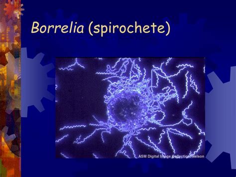 PPT - Bacterial Morphology Arrangement PowerPoint Presentation, free download - ID:1780530