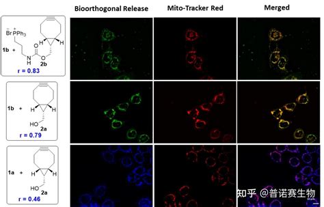 文献解读生物正交的、可视化的、线粒体靶向的h₂s递送系统 知乎