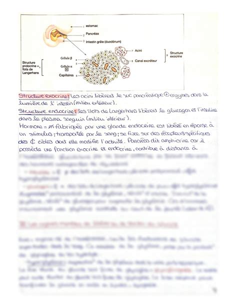 SOLUTION Chapitre 2 La Glyc Mie Et Sa R Gulation Par Le Pancr As