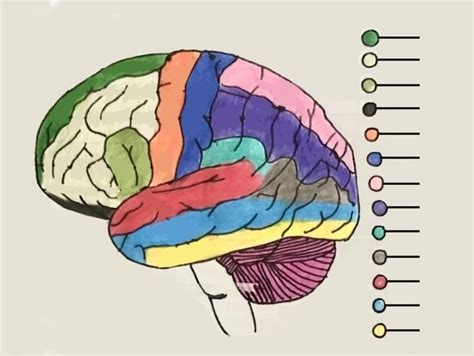 Diagramme De Zones Du Cerveau Quizlet