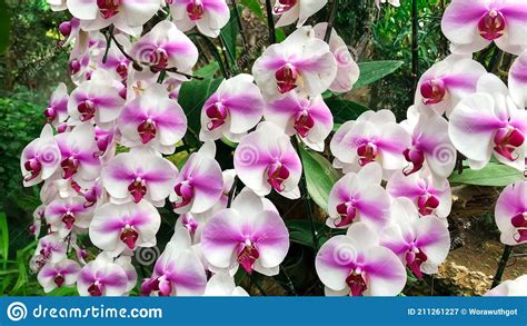 Pink Phalaenopsis Or Moth Dendrobium Orchid Flower In Winter Or Spring