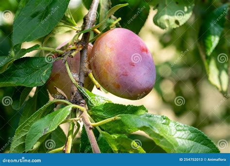 Cherry Plum on a Tree in Autumn Stock Image - Image of agriculture ...