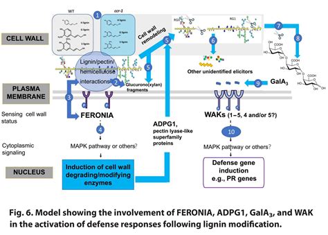 Feronia And Wall Associated Kinases Coordinate