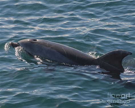 Bottlenose Dolphin In New Zealand Photograph By Loriannah Hespe Fine