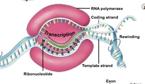 Aqa A Level Biology Protein Synthesis Flashcards Quizlet