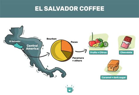 El Salvador Coffee: Facts, Guide, Best Brands